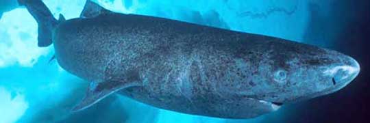 le-requin-du-groenland-peut-vivre-plusieurs-siecles-il-ne-grandit-que-d-un-centimetre-par-an-environ-cc-by-edwgb-1470981998.jpg