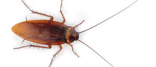 Le_lait_de_cafard_serait-b3bb57c6fc092818c718409823aae848