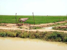 Ngesa maaro Kayhayɗi, caɗeele ngasaani