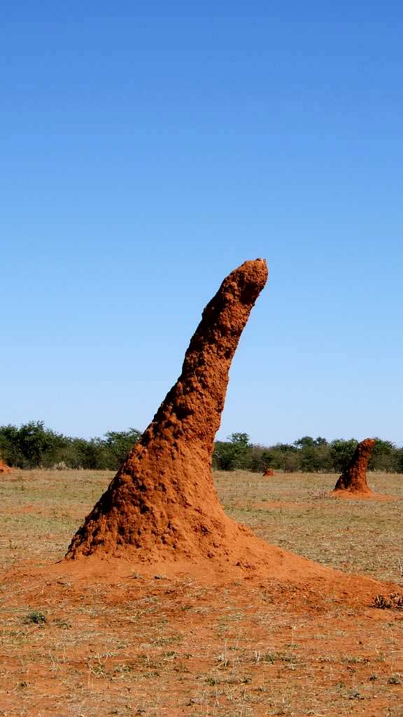 bf494562d3_113192_termitiere-savane-afrique