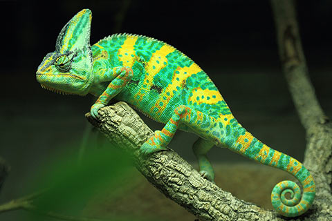 cameleon