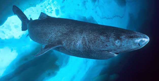 le-requin-du-groenland-peut-vivre-plusieurs-siecles-il-ne-grandit-que-d-un-centimetre-par-an-environ-cc-by-edwgb-1470981998
