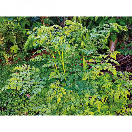 moringa-oleifera