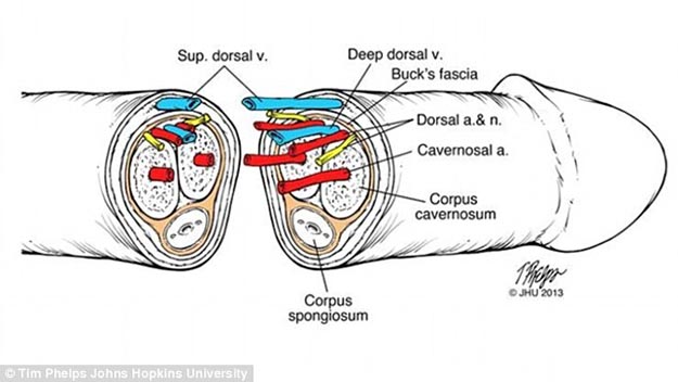 transplantation de pénis