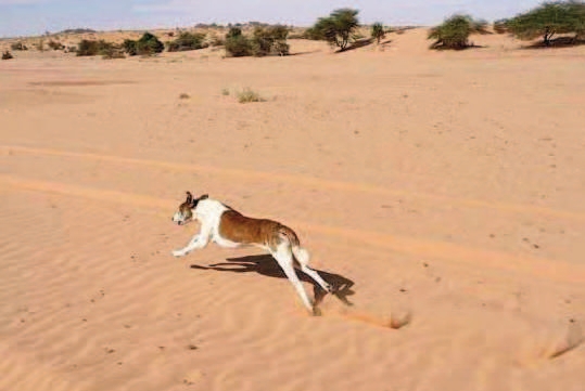 Coñce : kerooje ( 2 )