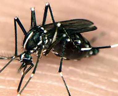 Hol ko woni paawngal dinnge ?