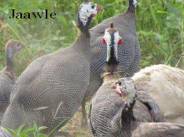 Jaawle