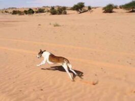 Coñce : kerooje ( 2 )