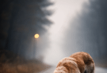 Hol no rawaandu jamminortoo ?