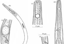 Ciirol kesol yiytaama nder Weendu « Great Salt Lake »